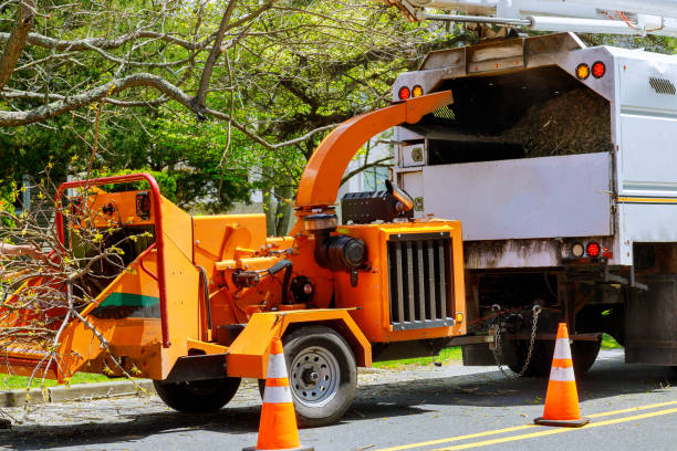 Best Tree Removal Near Me  in Highland Lakes, AL